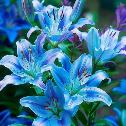 Blue & Pink Lily-Rare Exquisite Lily Bulbs 🌸