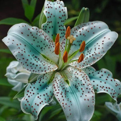 Blue & Pink Lily-Rare Exquisite Lily Bulbs 🌸