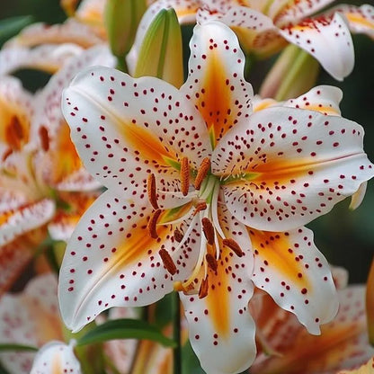 Black Spots Lily-Rare Exquisite Lily Bulbs 🌸