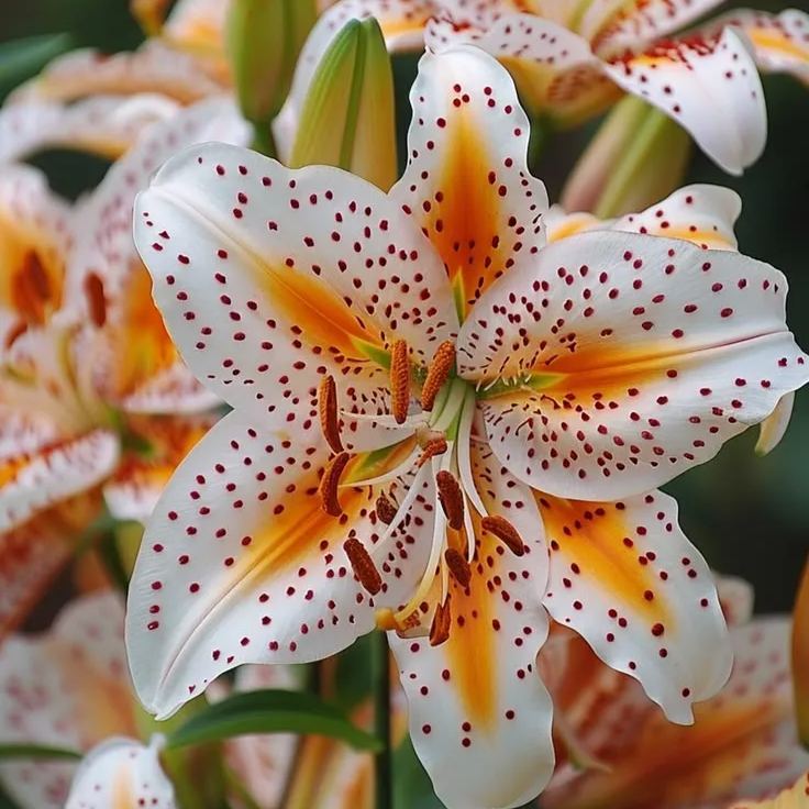 🌸 Rare Exquisite Lily Bulbs Ship From Oregon