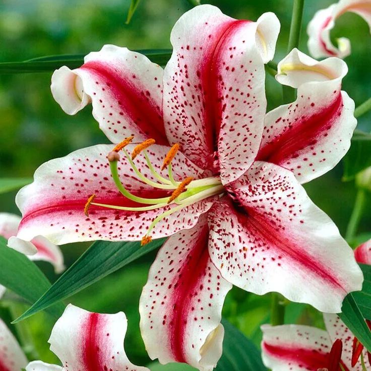 Blue & Pink Lily-Rare Exquisite Lily Bulbs 🌸