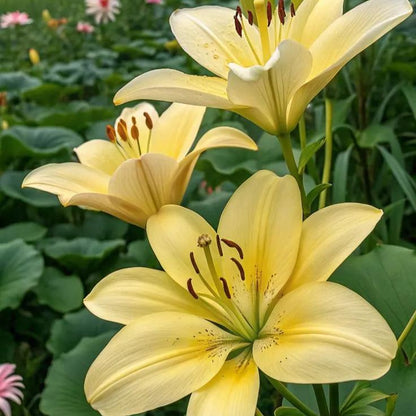 Pink Lily-Rare Exquisite Lily Bulbs 🌸
