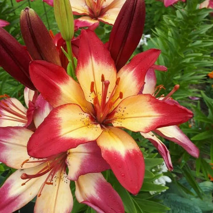🌸 Rare Exquisite Lily Bulbs Ship From Oregon