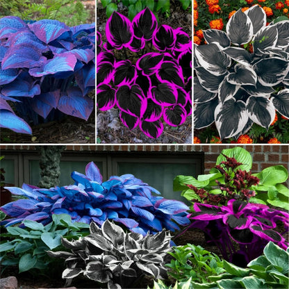 🌿 Rare Velvet Dwarf Hosta Seeds - Exquisite Shade-Loving Perennial