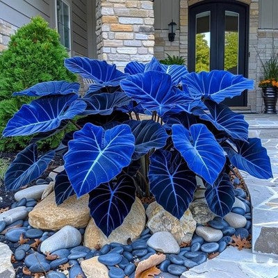 🌿 Rare Velvet Dwarf Hosta Seeds - Exquisite Shade-Loving Perennial