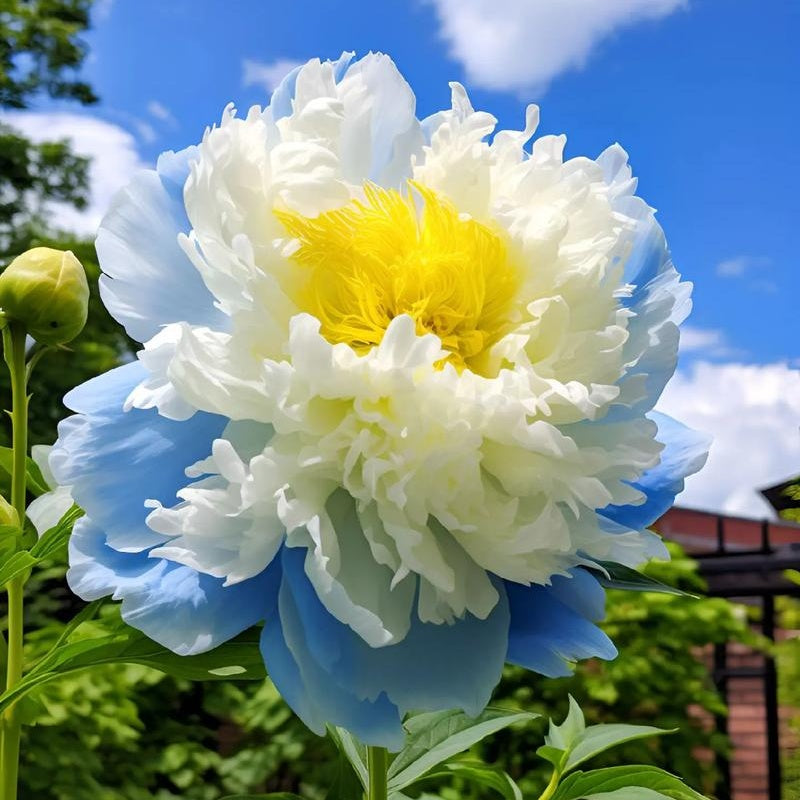 🌸Plant Peonies Once, Enjoy Blooms for Years